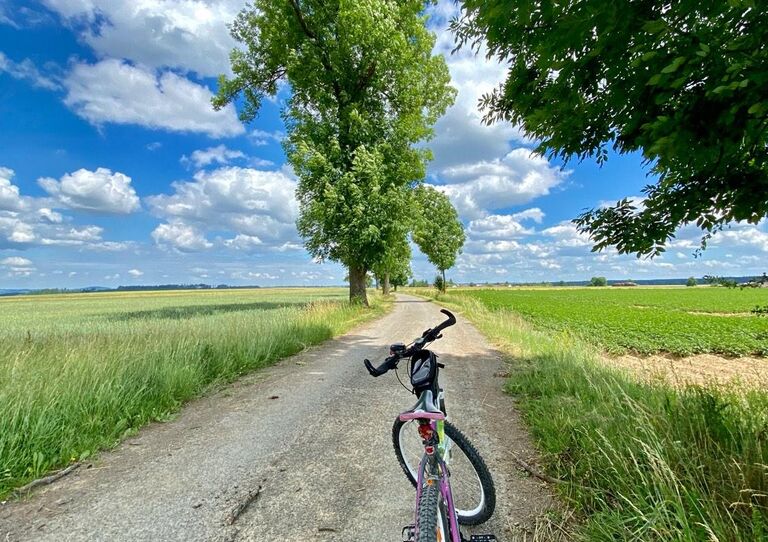 Fahrrad steht auf einem Forstweg zwischen zwei Blumenfeldern.