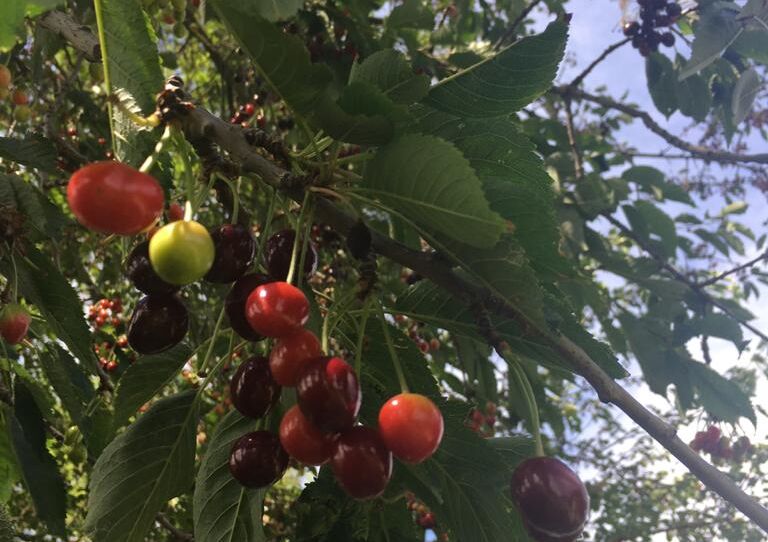 Nahaufnahme Kirschen im Kirschbaum