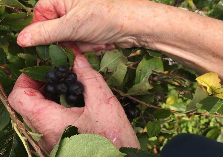 Hände einer Bewohnerin, die die Aroniabeeren erntet.