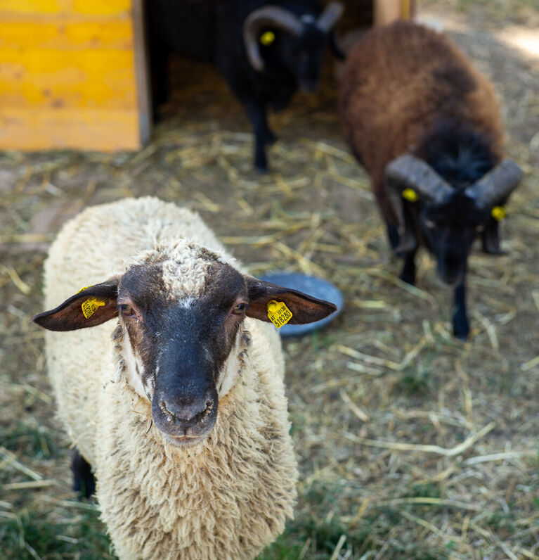 Schafe Im Stephansheim