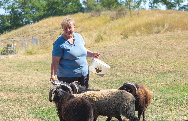 Schafe im Stephansheim