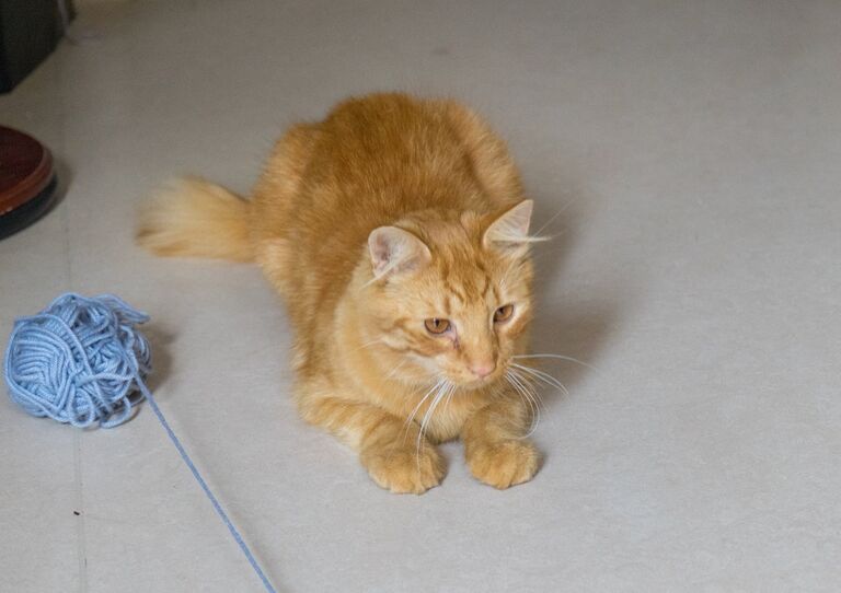 Kater Stephan