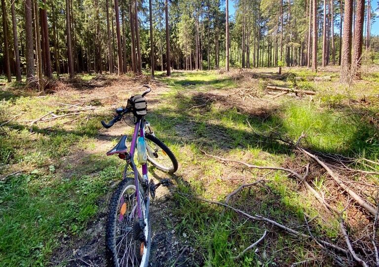 Fahrrad im Wald