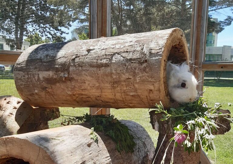 Die Hasen im neuen Gehege