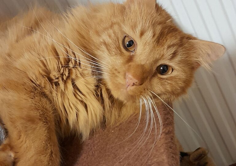 Kater Stephan ruht sich aus.