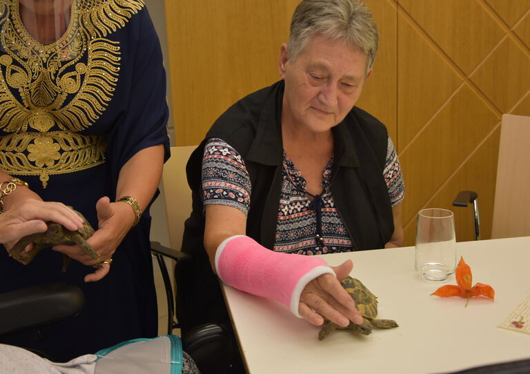 Huhn trifft Schildkröte
