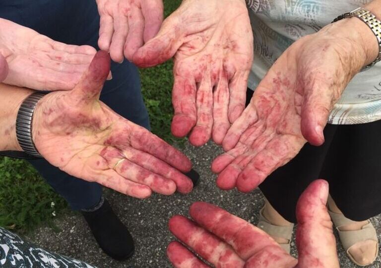 3 Paare von Hände der Bewohner*innen, die von den Beeren rot verfärbt sind.