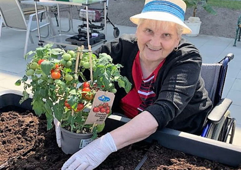 Eine Bewohnerin des Stadtheims setzt eine Tomatenpflanze in ein Beet.