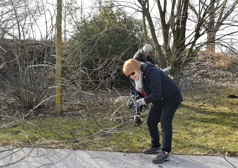 Ehrenamtliche Mitarbeiterin schneidet Palmkätzchen-Äste.
