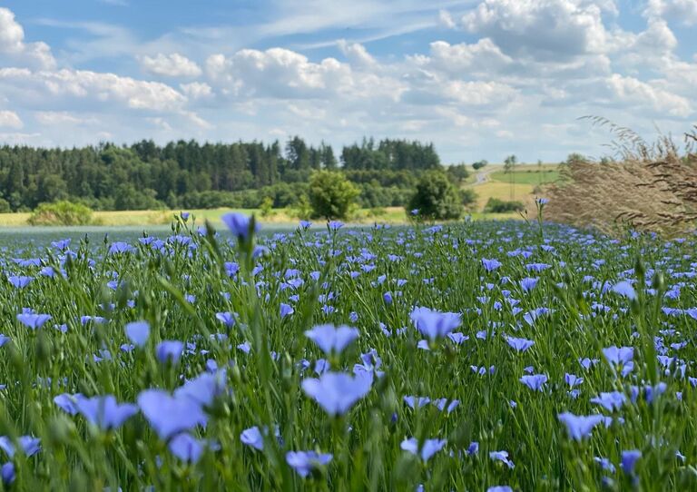 Blumenwiese mit schönen violetten Blumen.