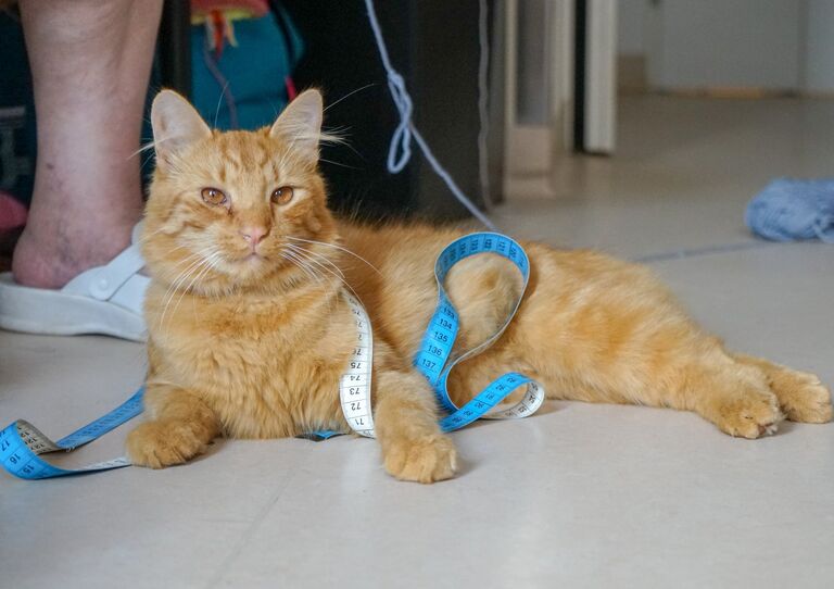 Kater Stephan