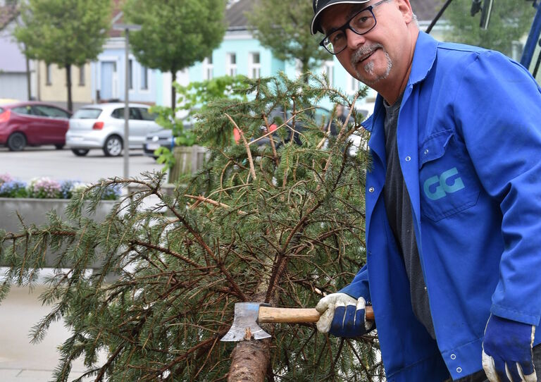 Maibaumaufstellen im Urbanusheim