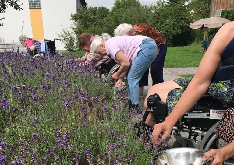 Bewohner*innen stehen bei Lavendelbüschen und ernten.