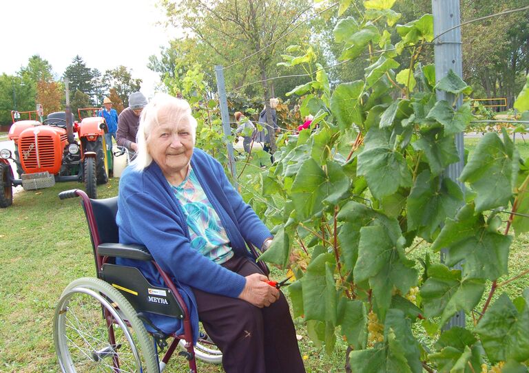 Bewohnerin im Rollstuhl vor einer Weinrebe. Sie schneidet gerade ein paar Trauben ab.