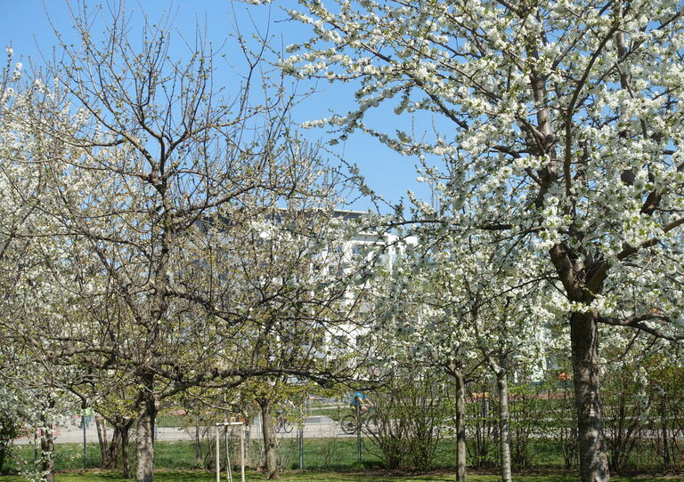 Blühende Kirschbäume im Garten des HB Tokiostraße