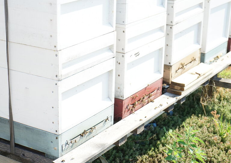 Die Bienenstöcke am Dach
