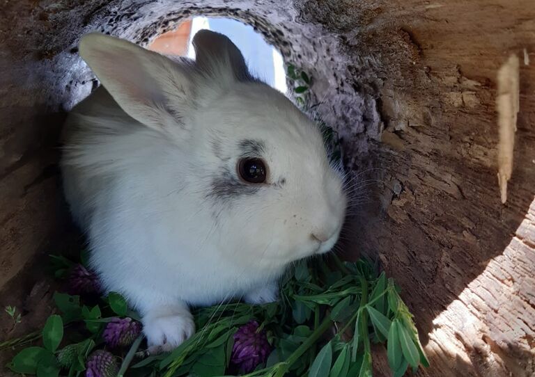 Die Hasen im neuen Gehege