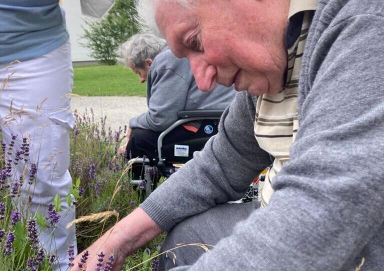 Bewohner pflückt Lavendel