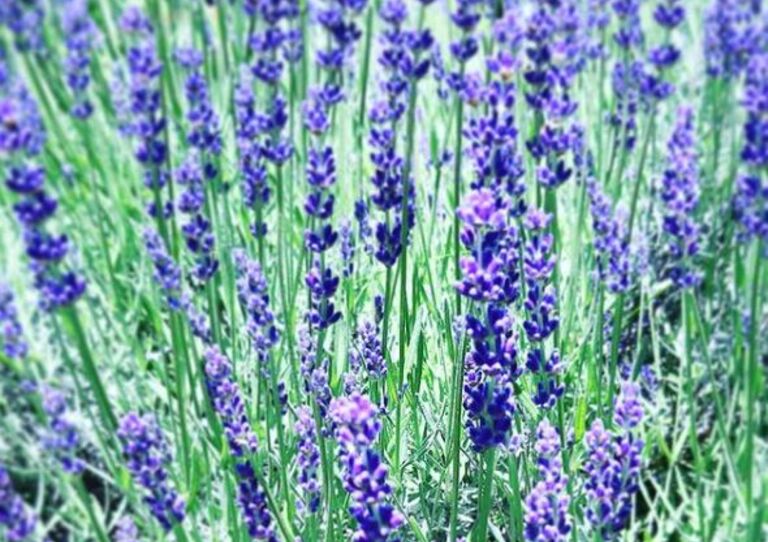 Blühender Lavendelstrauch