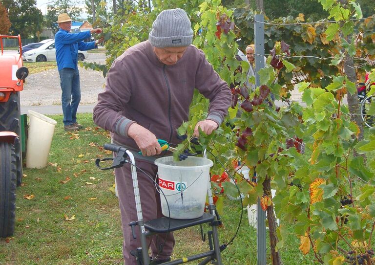 Ein Bewohner legt die Trauben in einem Eimer ab, der auf seinem Rollator steht.