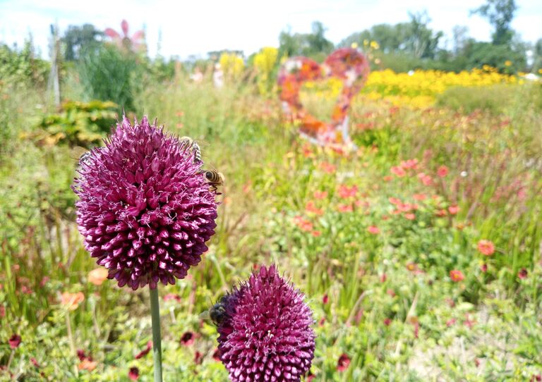 Blühende Blumenwiese