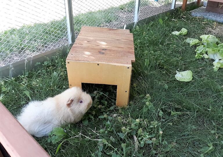 Neues Zuhause für die Meerschweinchen