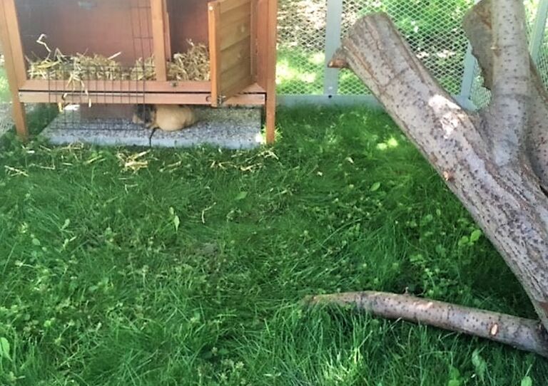 Neues Zuhause für die Meerschweinchen