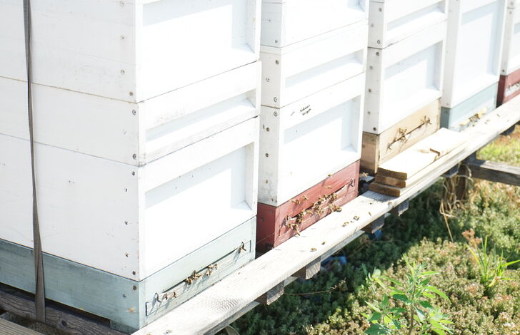 Bienen fliegen um die Bienenstöcke herum.