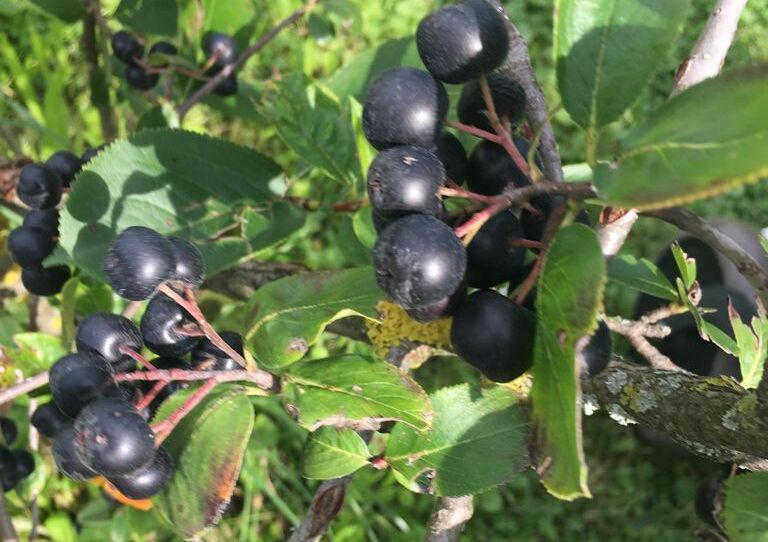 Nahaufnahme der Aroniabeeren am Strauch hängend.