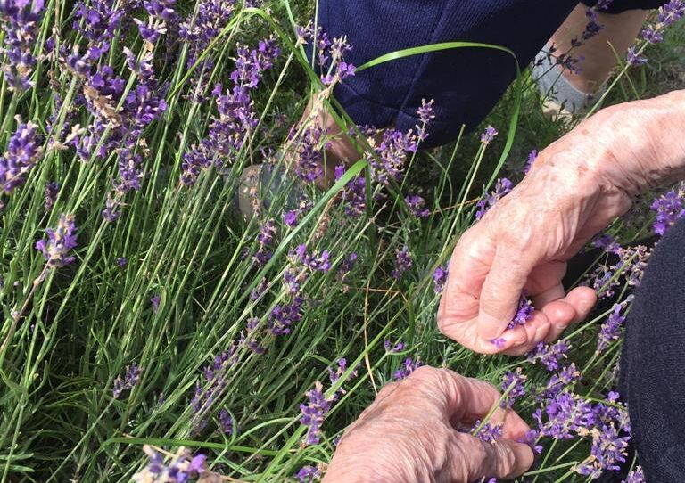Hände einer Bewohnerin, die Lavendel erntet.