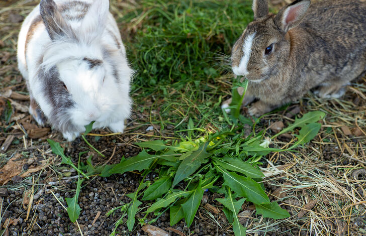 Schafe im Stephansheim