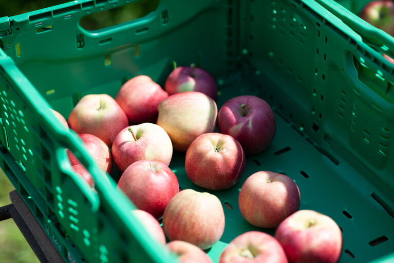 Eine Kiste mit Äpfeln