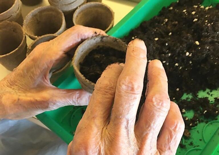 Hände, die die Erde im Topf festdrücken.