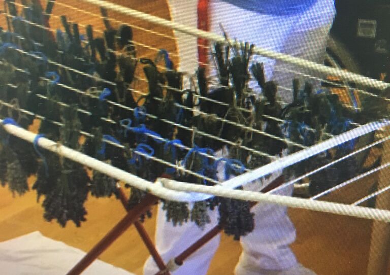 Die Lavendelbüschel werden zum Trocknen aufgehängt.