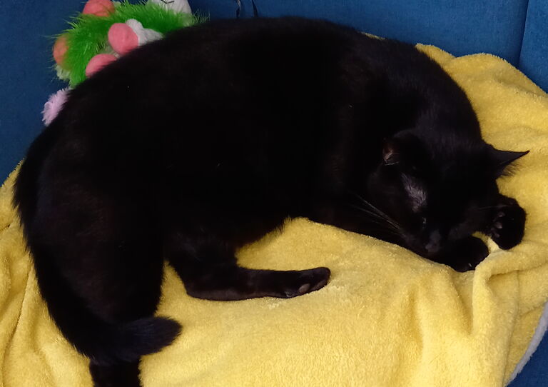 Weltkatzentag: Unsere Haustiger im HB