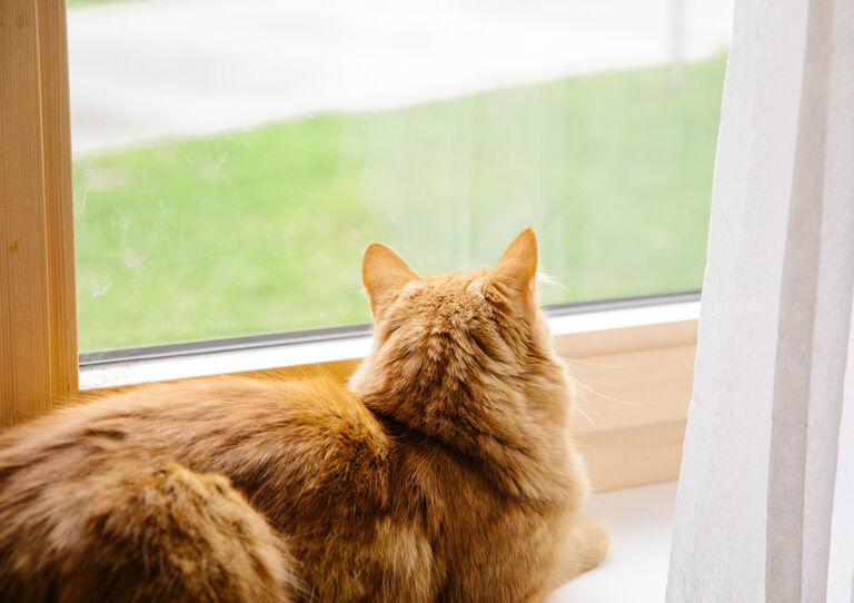 Am Fenster schaut Stephan nach dem Rechten.