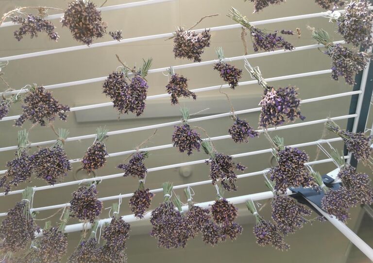 Kleine Lavendelbüschchen hängen zum Trocknen auf der Wäscheleine