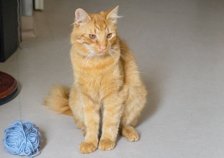 Kater Stephan