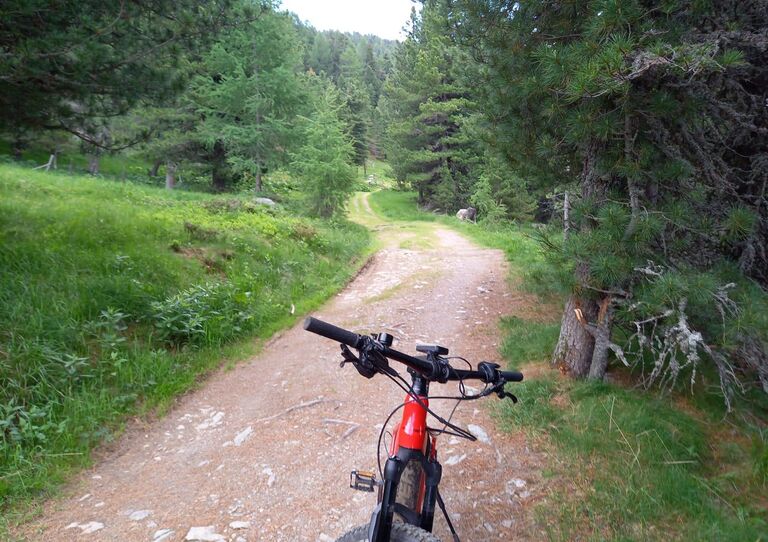 Fahrrad steht auf einem Waldweg
