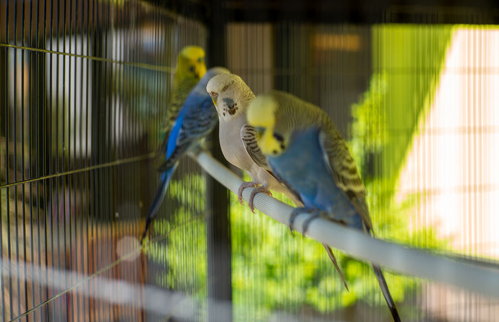 Schafe im Stephansheim
