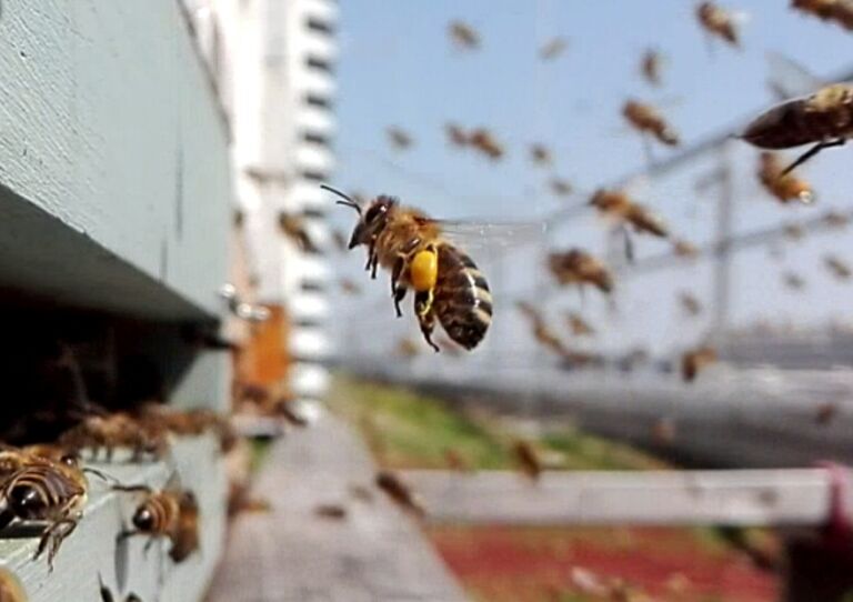 Bienen fliegen mit Blütenstaub zurück zu ihrem Stamm.