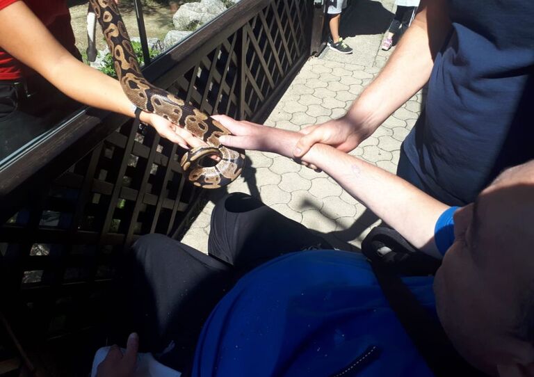 Nahaufnahme Hände: Ein Kunde berührt eine Schlange.