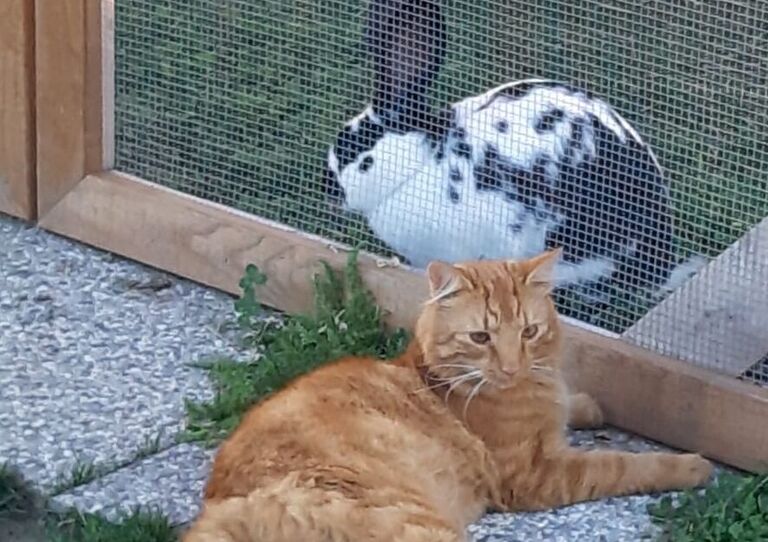 Kater Stephan zu Besuch bei den Hasen.