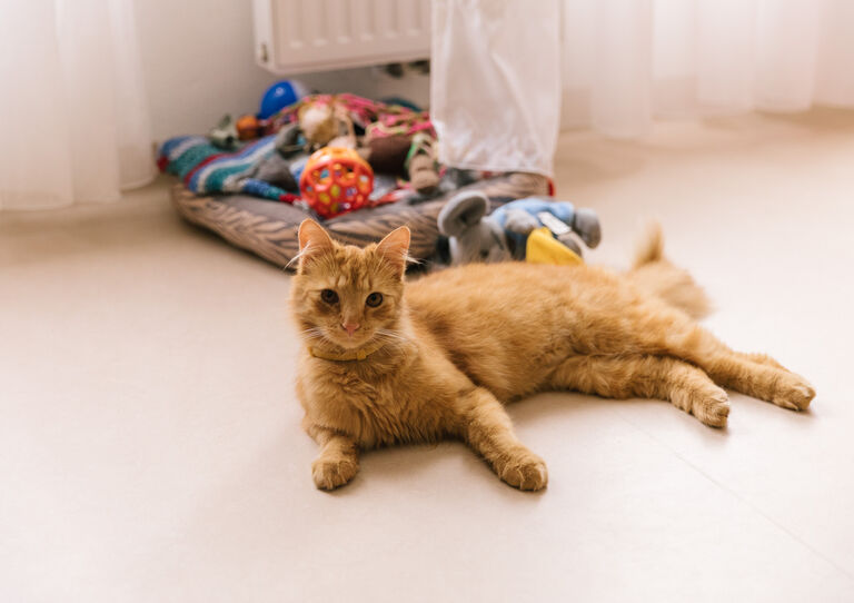 Weltkatzentag: Unsere Haustiger im HB