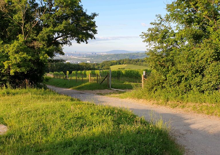 Radweg durch grüne Wiesen und Bäume
