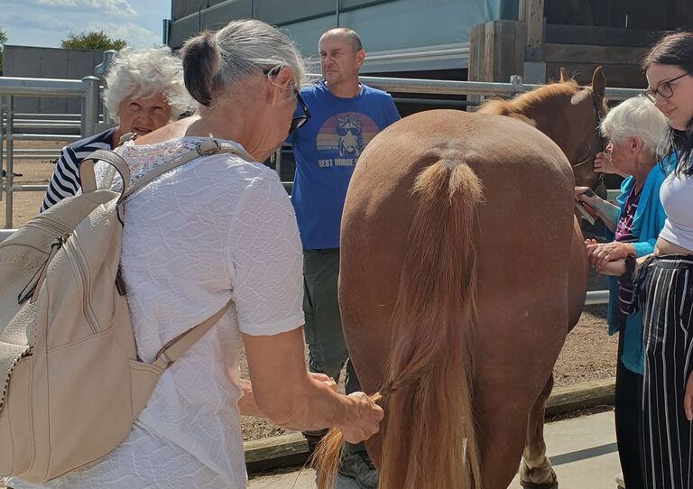 Sommerlicher Tagesausflug zum Reiterhof Sommerlicher Tagesausflug zum Reiterhof