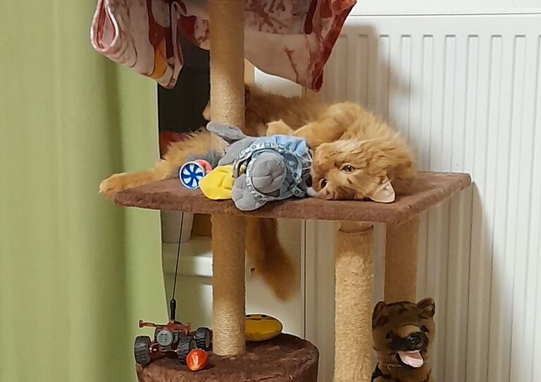 Etwas Me-Time: Am Spielbaum genießt Stephan die Ruhe.