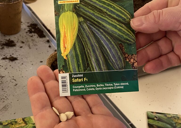 Eine Mitarbeiterin leert Zucchinisamen in ihre Handflächen