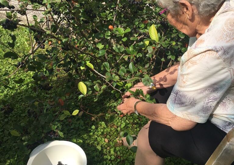 Eine Bewohnerin beim Ernten der Aroinabeeren.