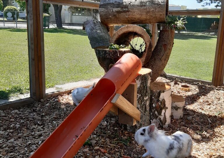 Die Hasen im neuen Gehege